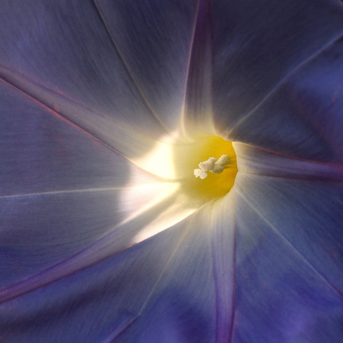 Per fare una gallery ci vuole un fiore