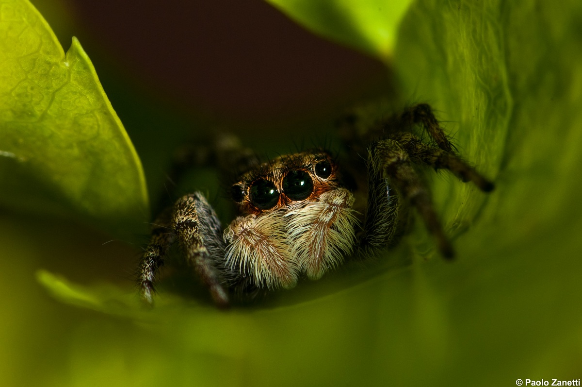 Jumping Spider