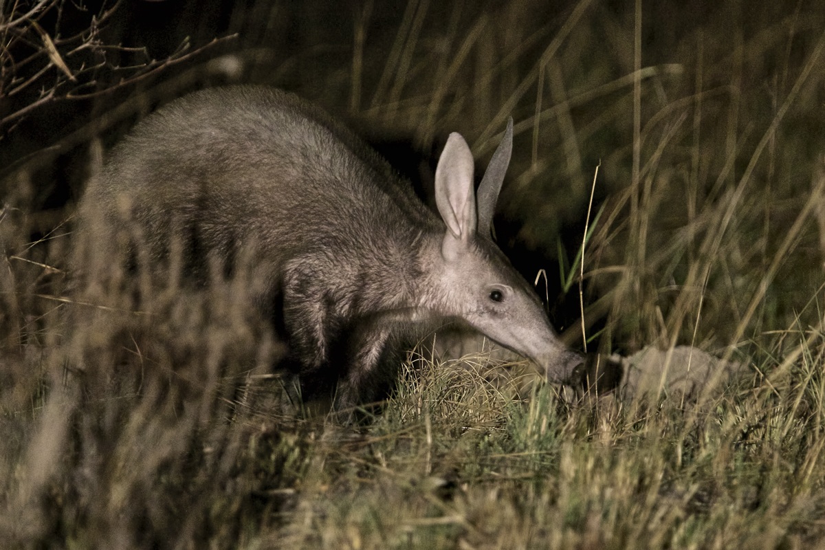 Buonasera. Io sono l'Oritteropo
