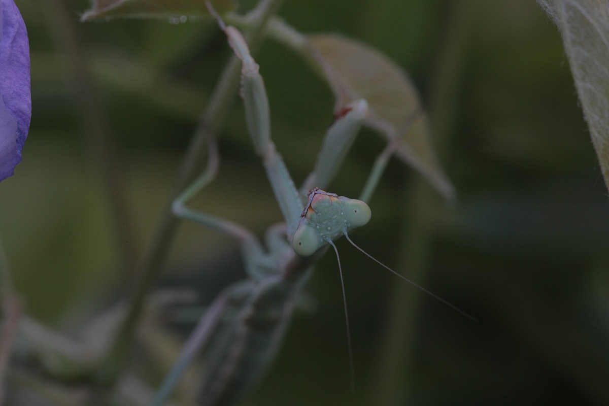 Ritratto di Amantide