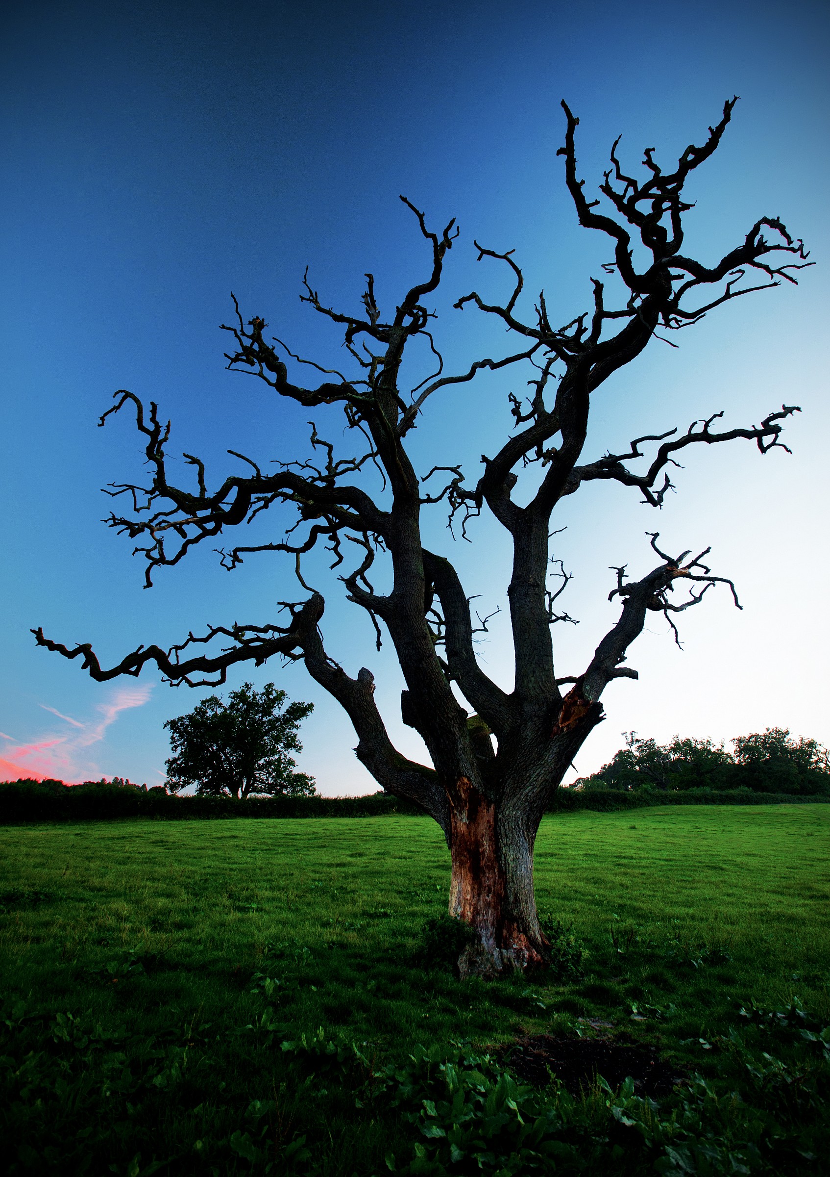 The Dead Old Oak - Colour