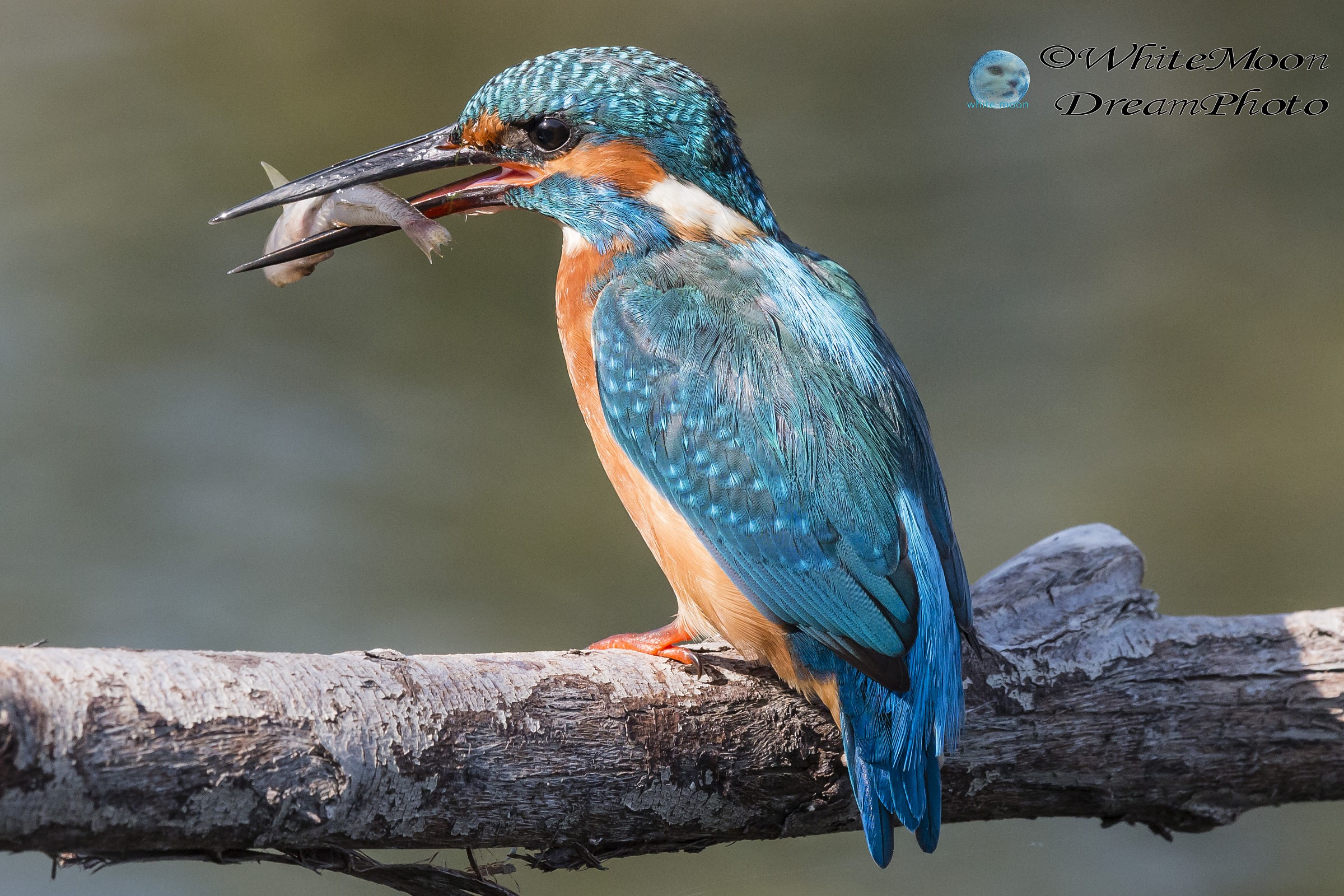 Il pranzo del martino