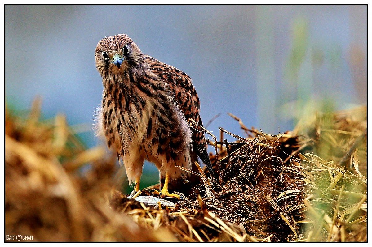 Ginooo...hanno citofonato!