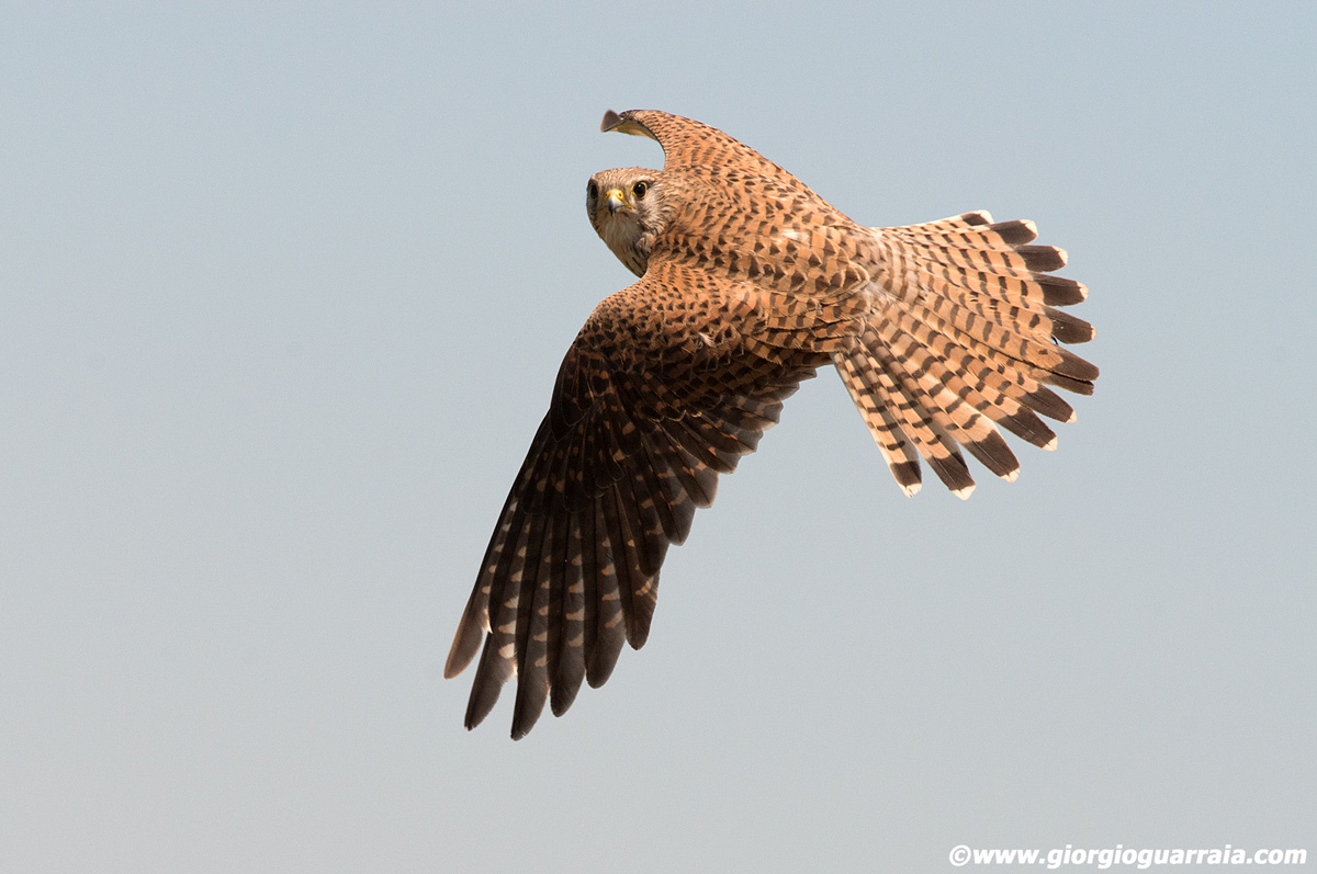 Feeling observed ...