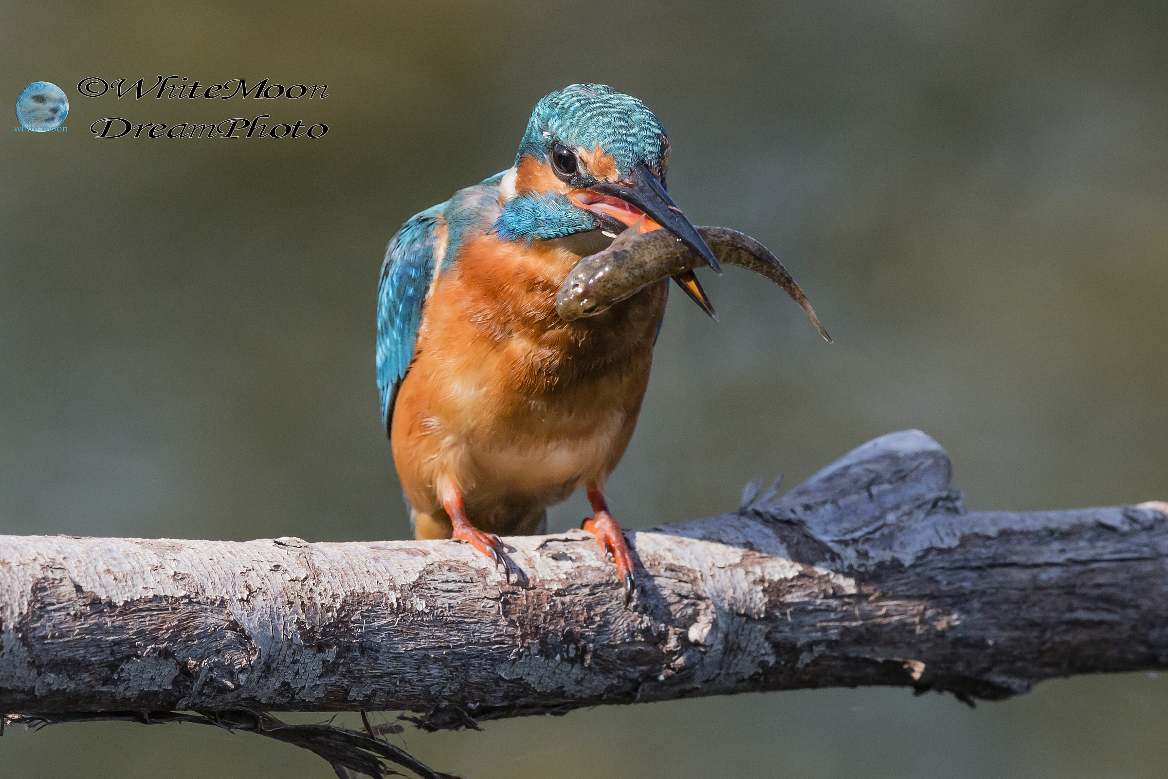Il pranzo di Martino