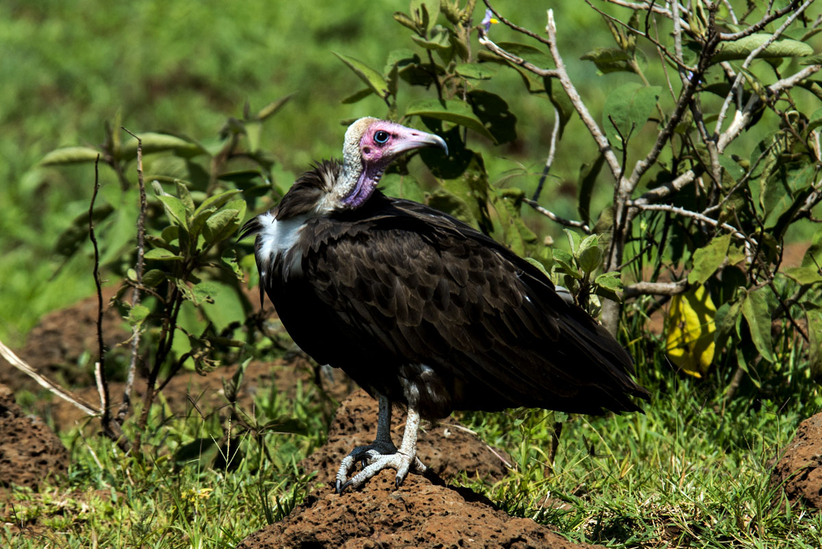 Necrosyrtes monachus