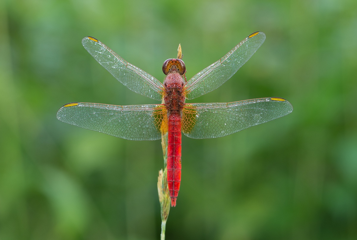 Red Dragonfly
