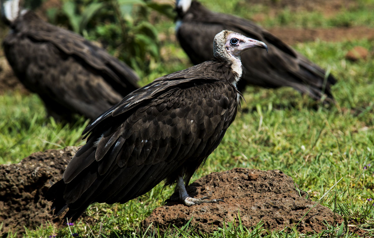 Necrosyrtes monachus imm.