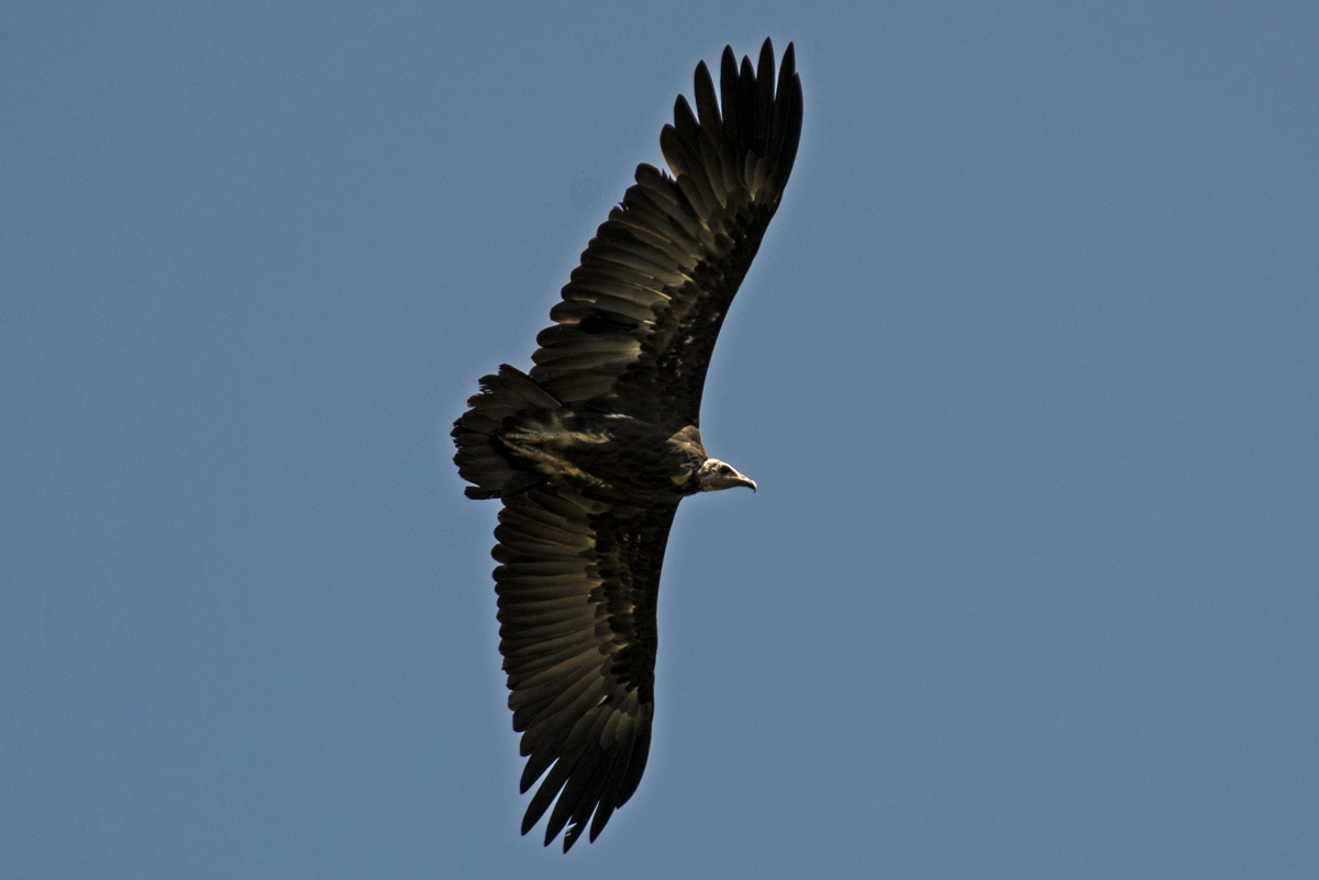 Necrosyrtes monachus