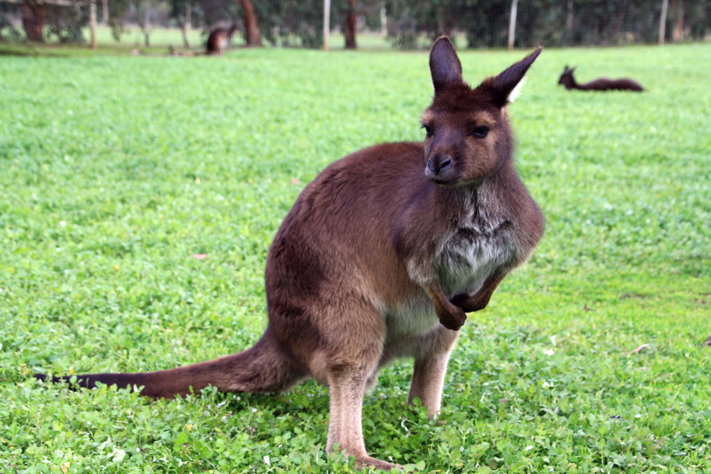 Kangaroo Island - Kangaroo