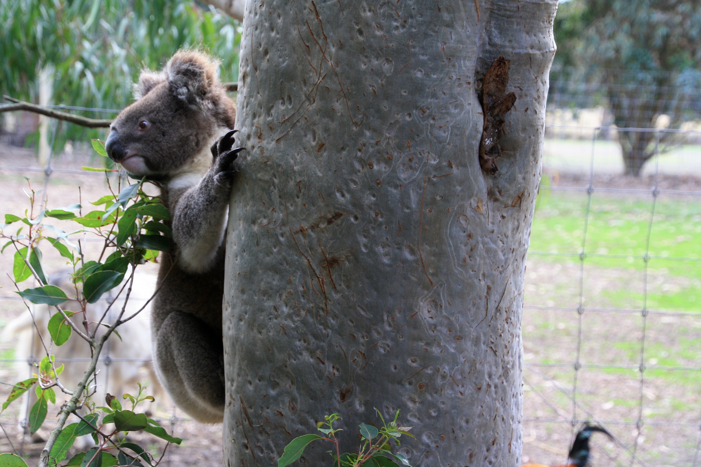 Kangaroo Island - koala