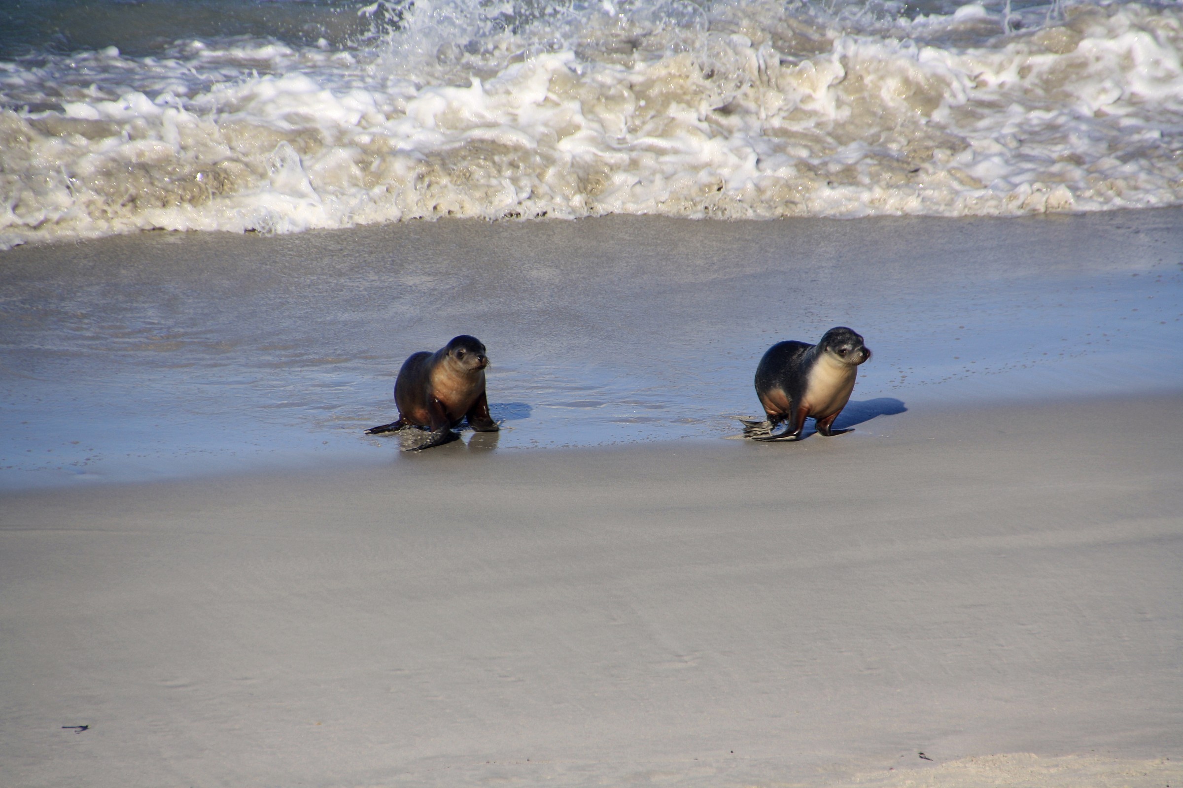 Kangaroo Island - sea lions
