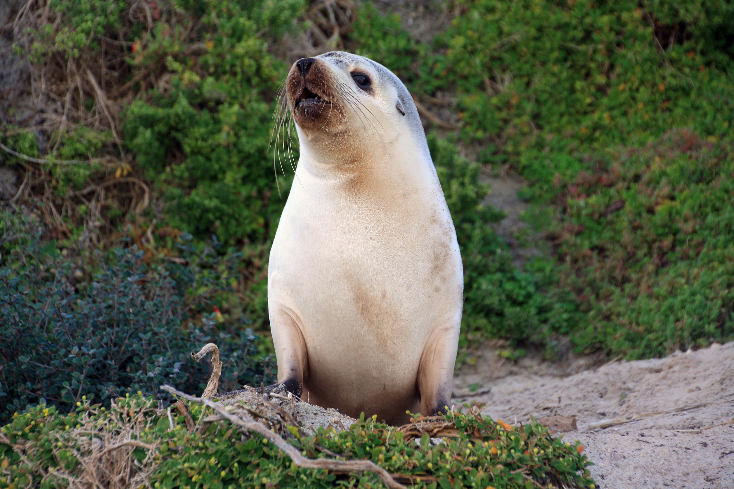 Kangaroo Island - sea lion