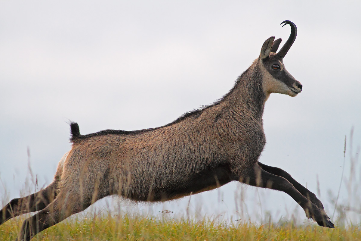 Chamois
