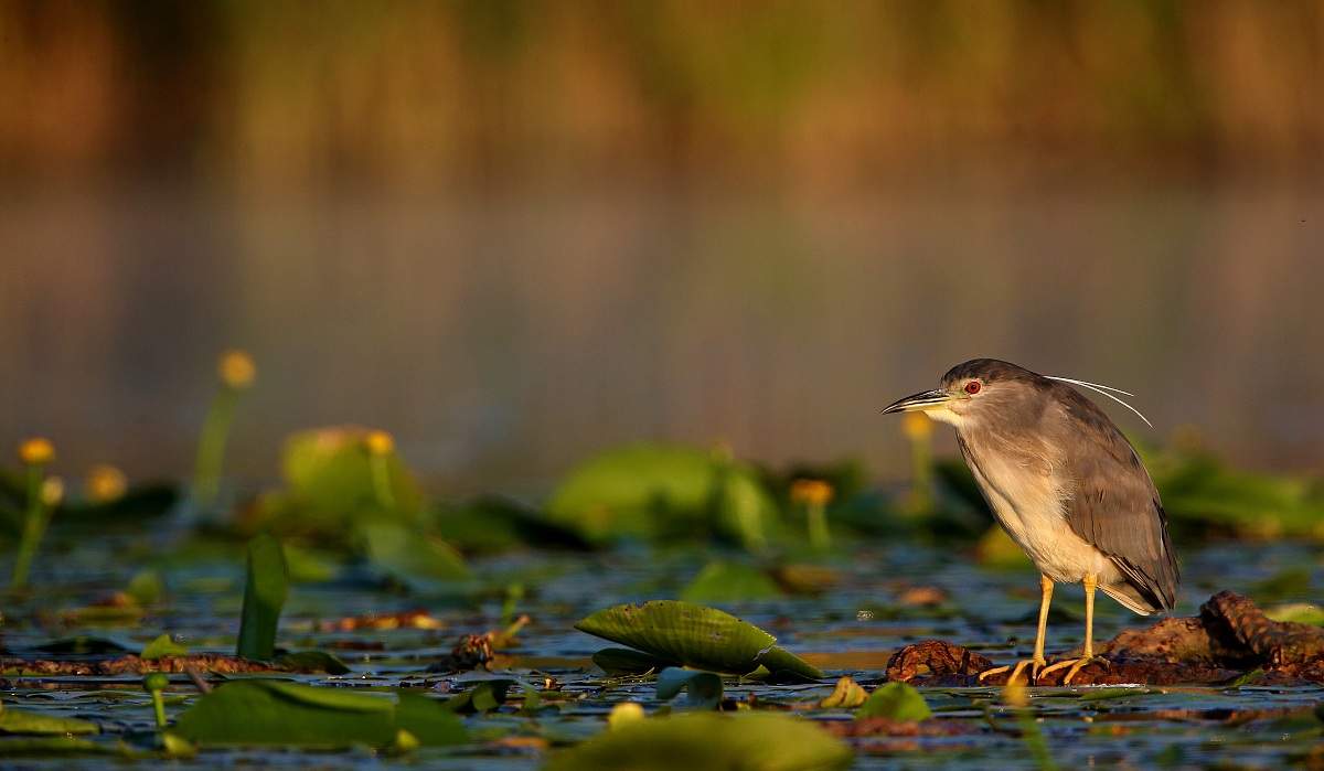 Night Heron at dawn