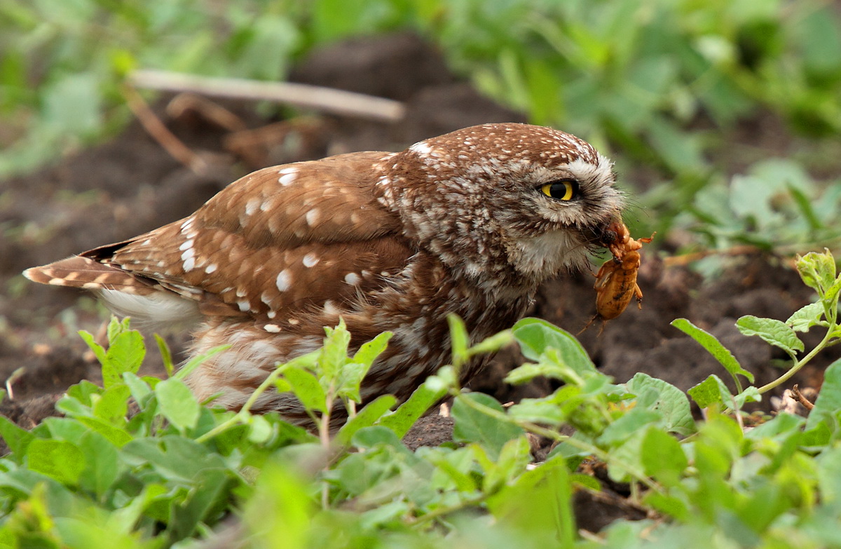 owl with prey