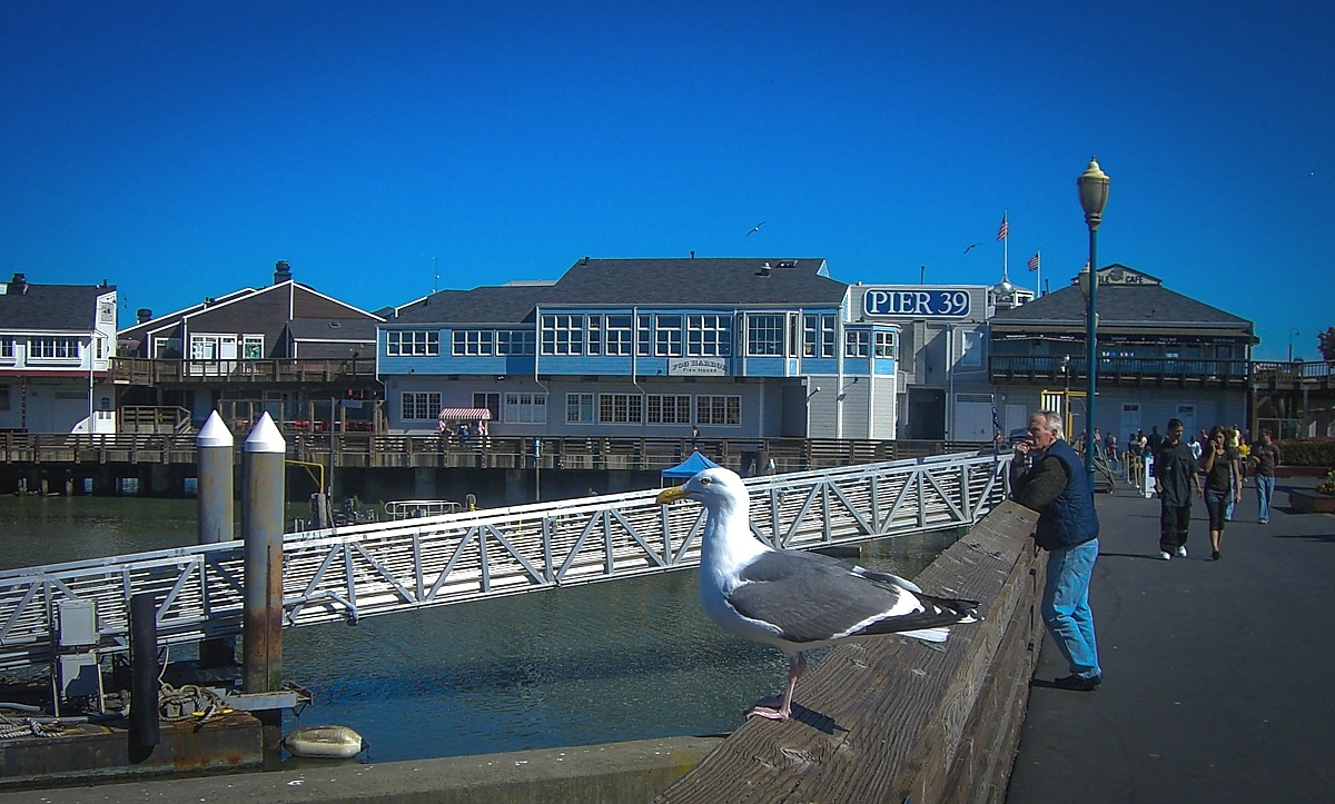 Looking from Pier 39 (San Francisco)