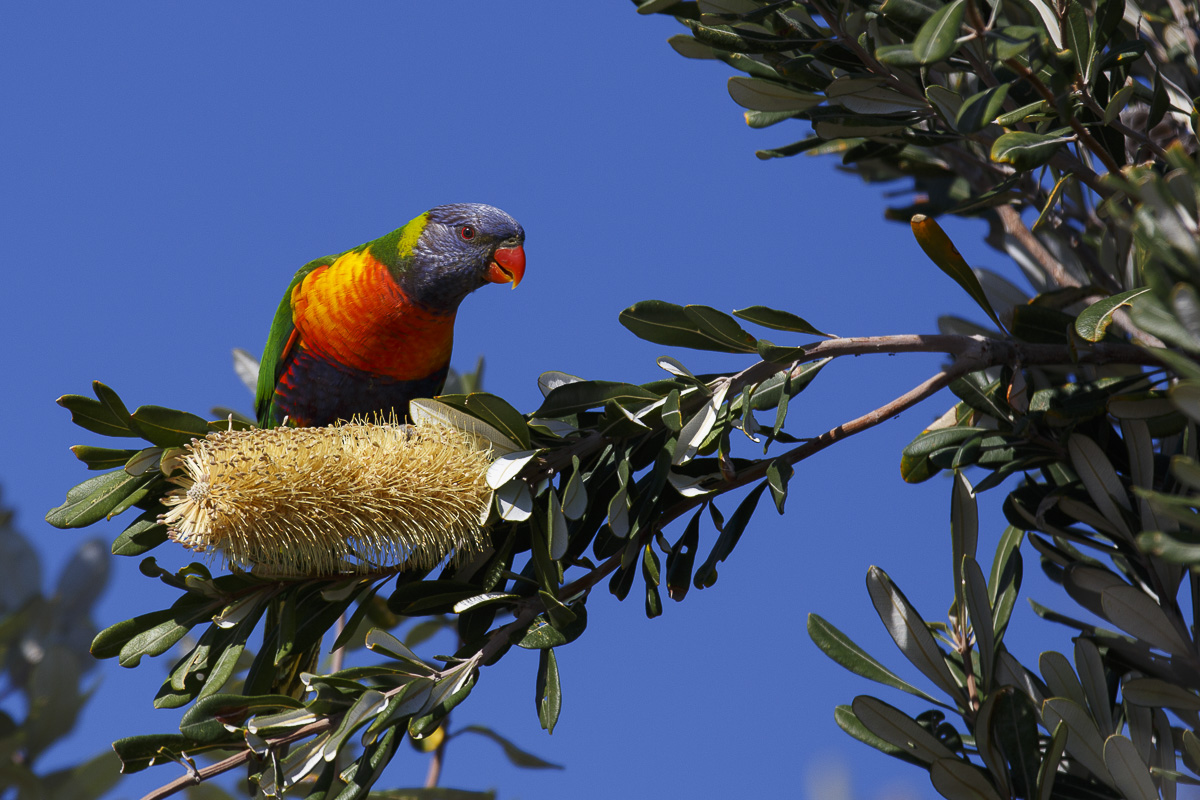 Rainbow Lorikeet