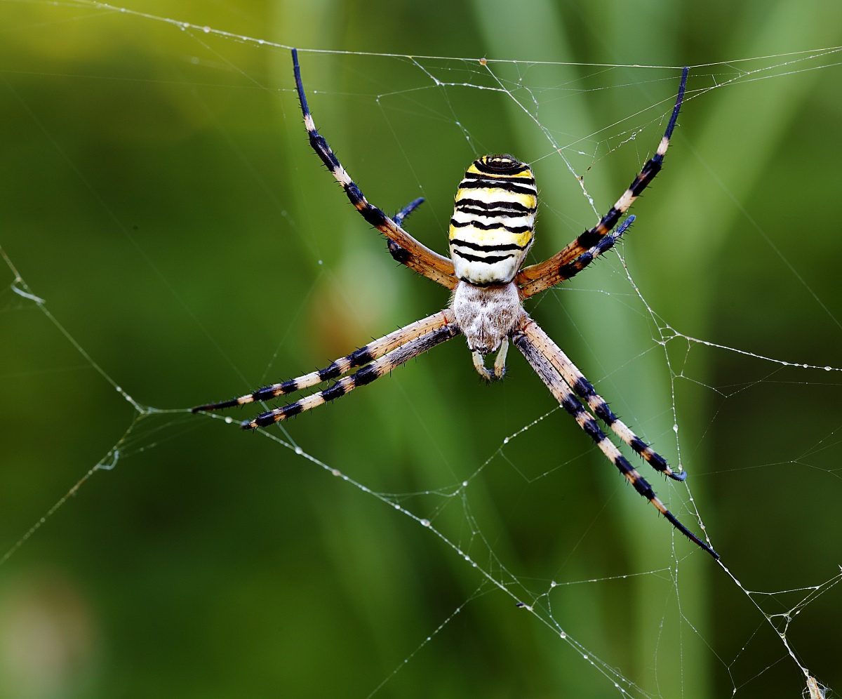 Argiope bruennichi