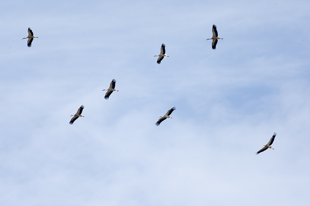 Cicogne bianche verso l'Africa