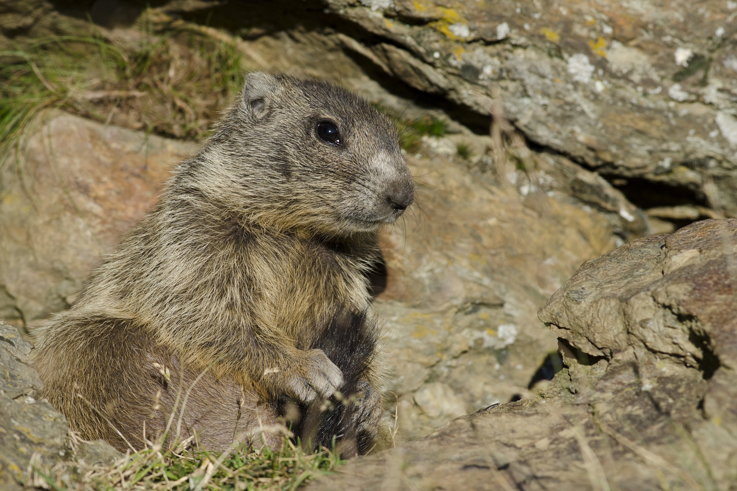 Pulizia fuori dalla tana..