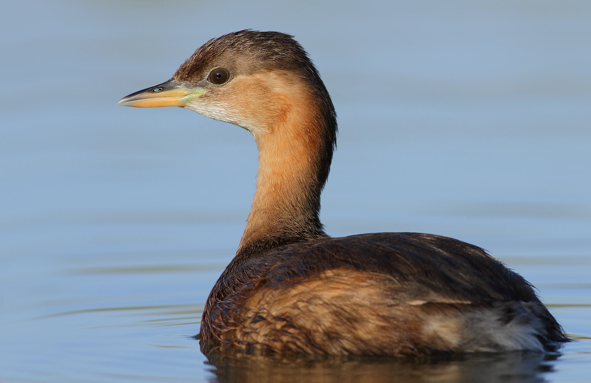Little Grebe