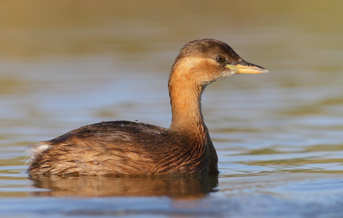 Little Grebe
