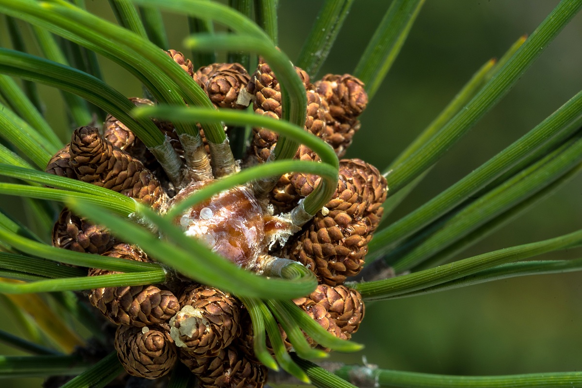 The birth of a new cone