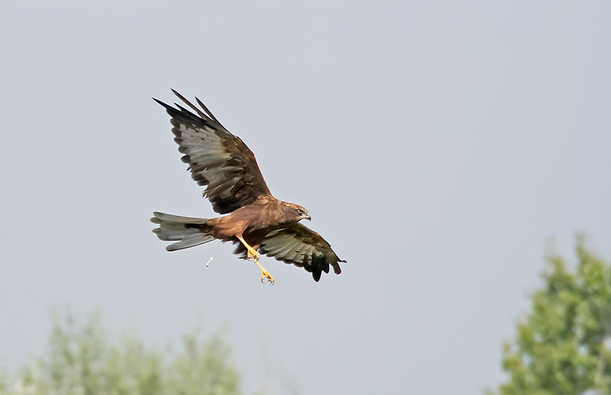 marsh harrier