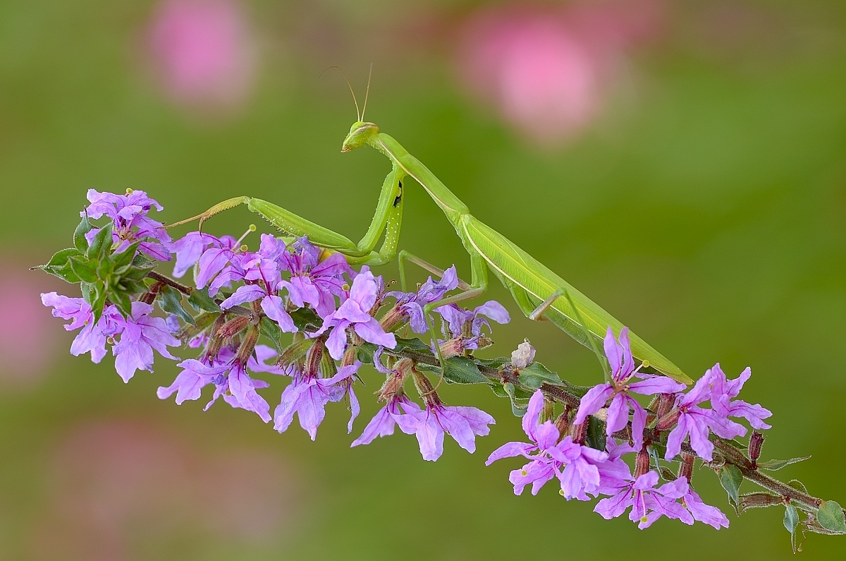 Mantis