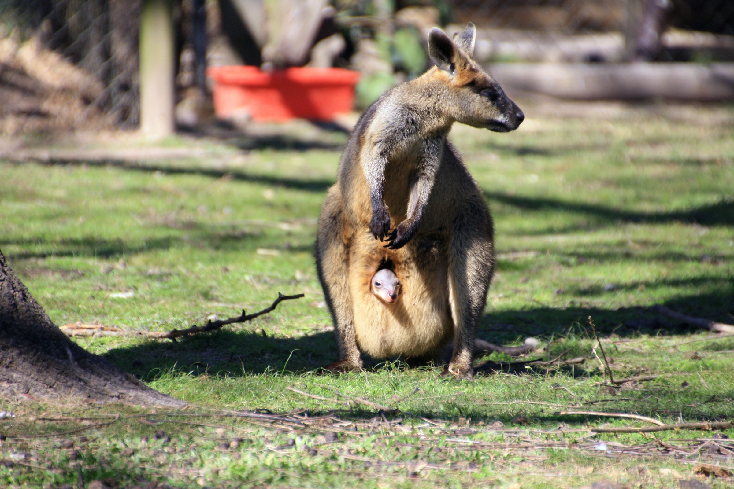 Brisbane - wallaby