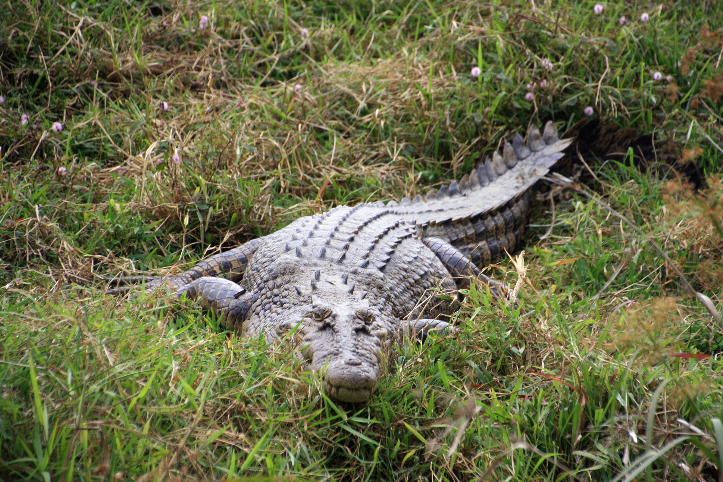 Queensland - crocodile