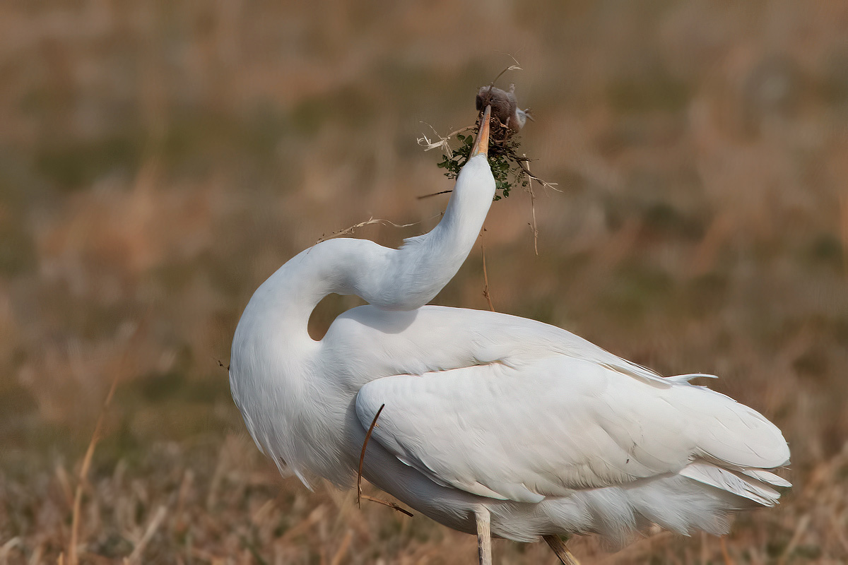 La caccia del bianco maggiore2