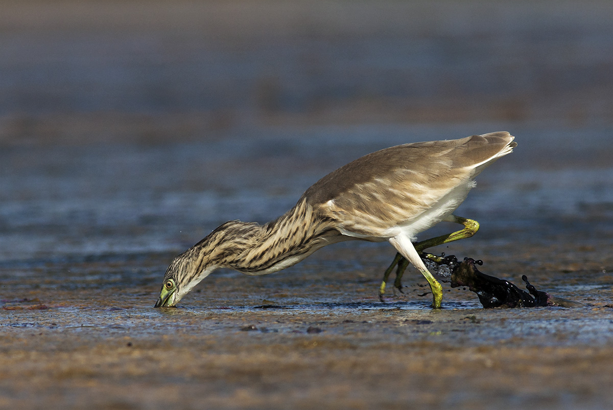 Sgarza ciuffetto a caccia