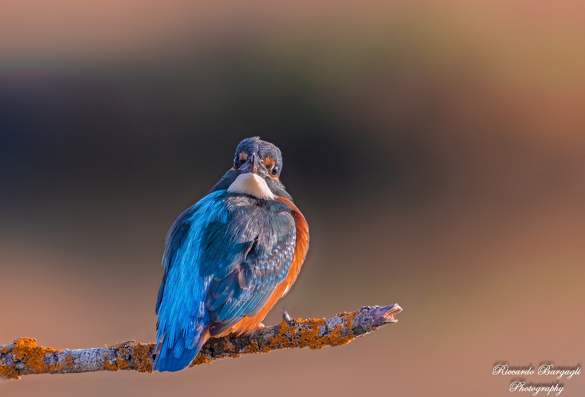 My head is spinning !!!