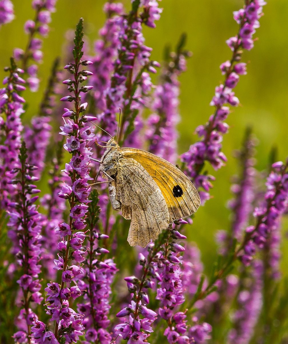 Coenonympha pamphilius posata su Calluna vulgaris