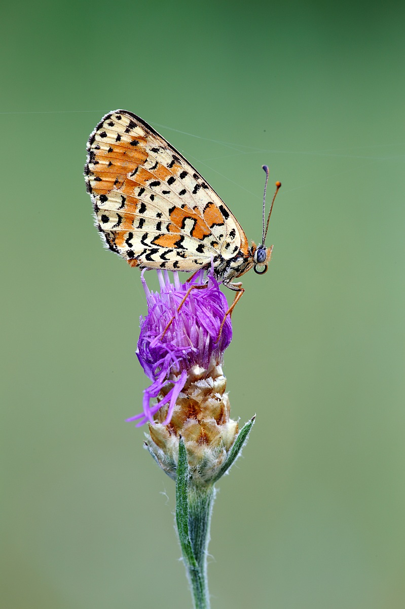 Melitaea didyma