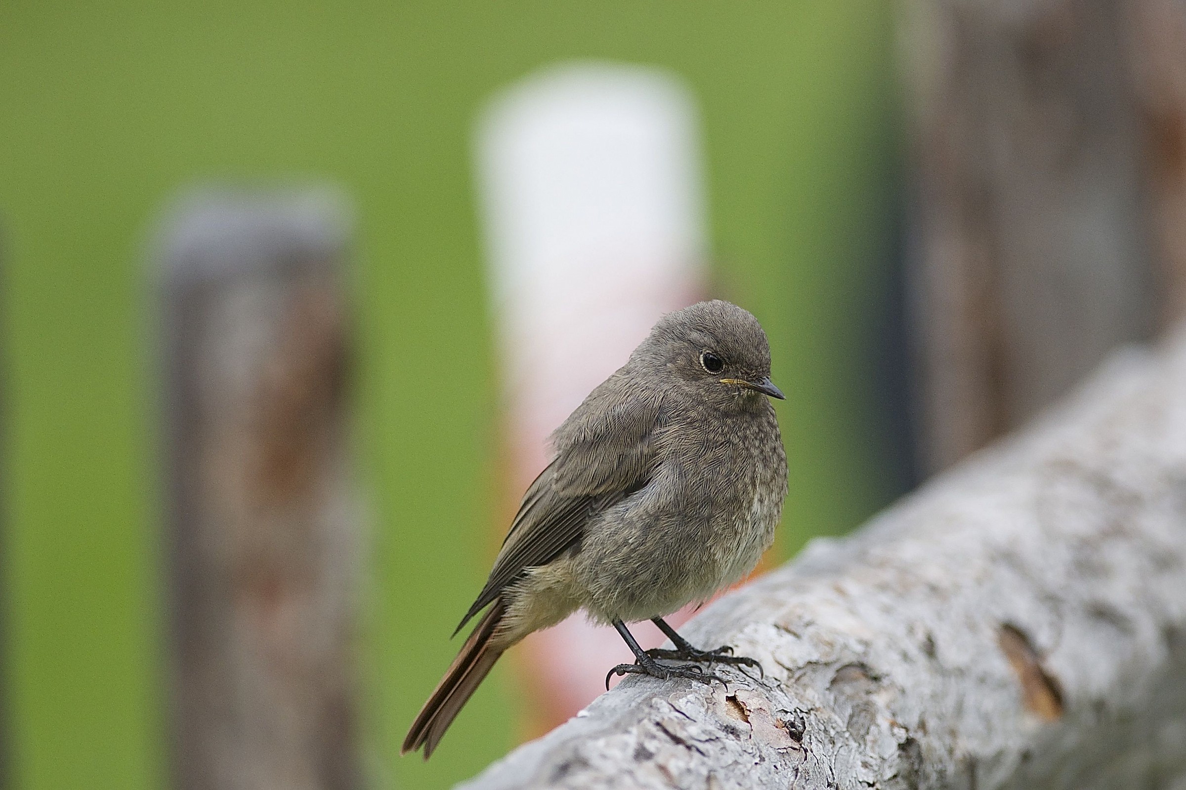 Black Redstart