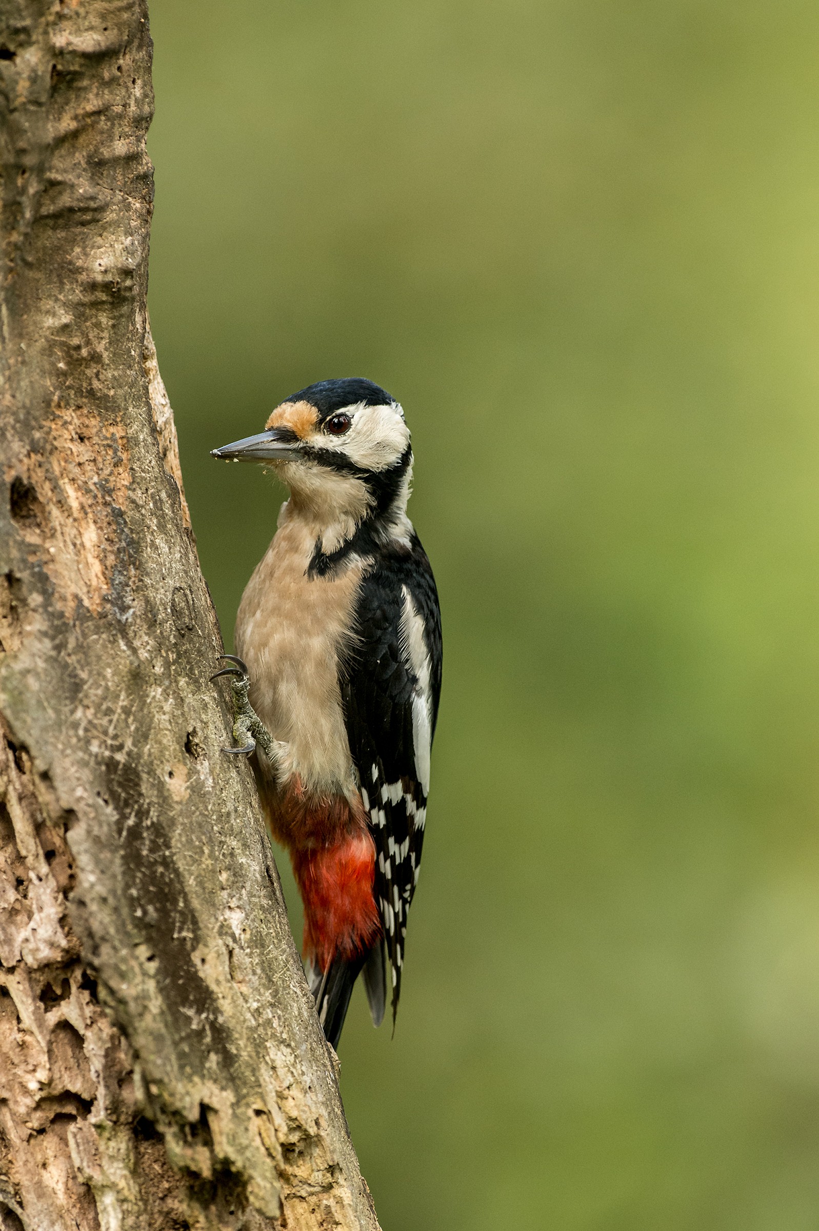 the first woodpecker
