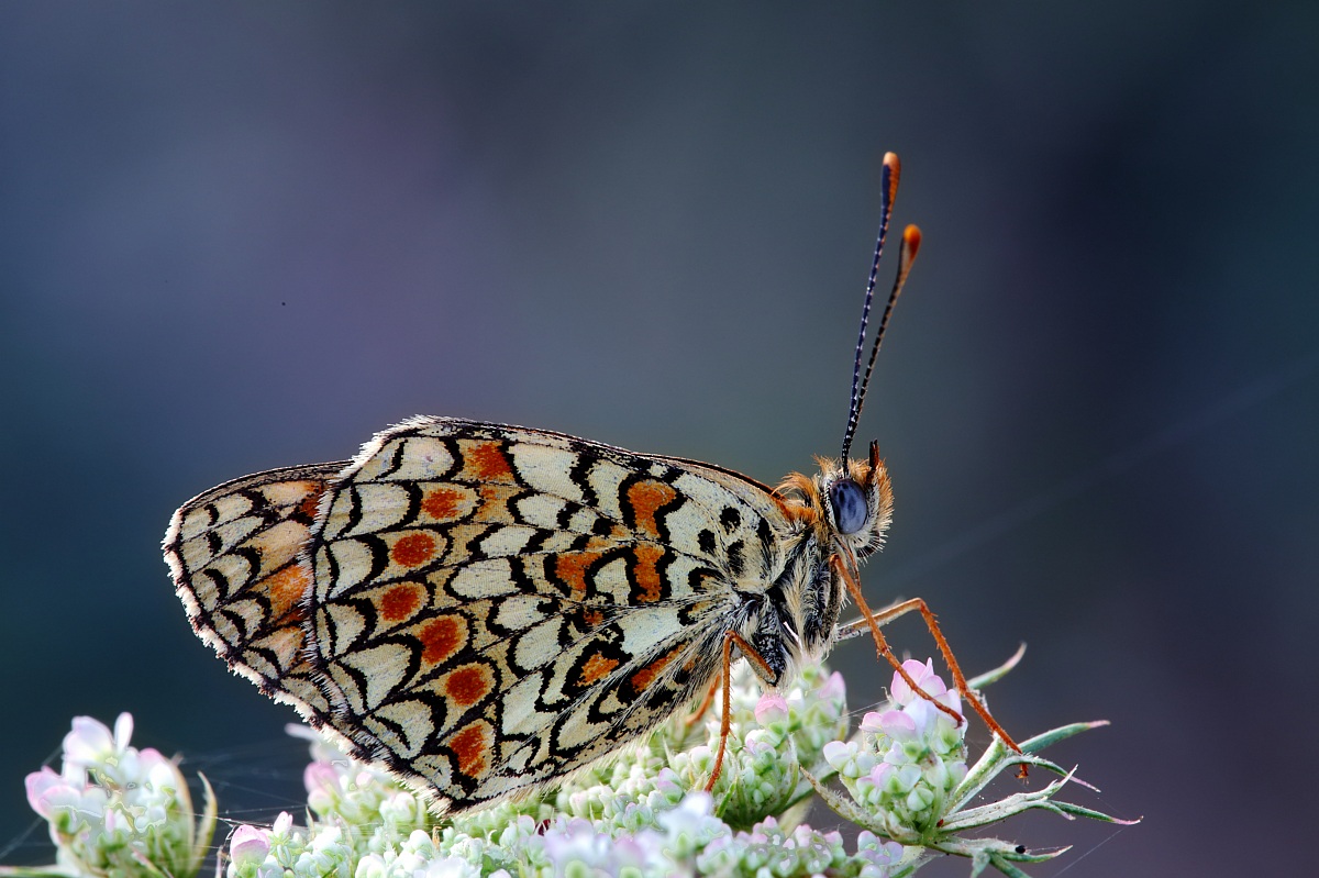 Melitaea phoebe