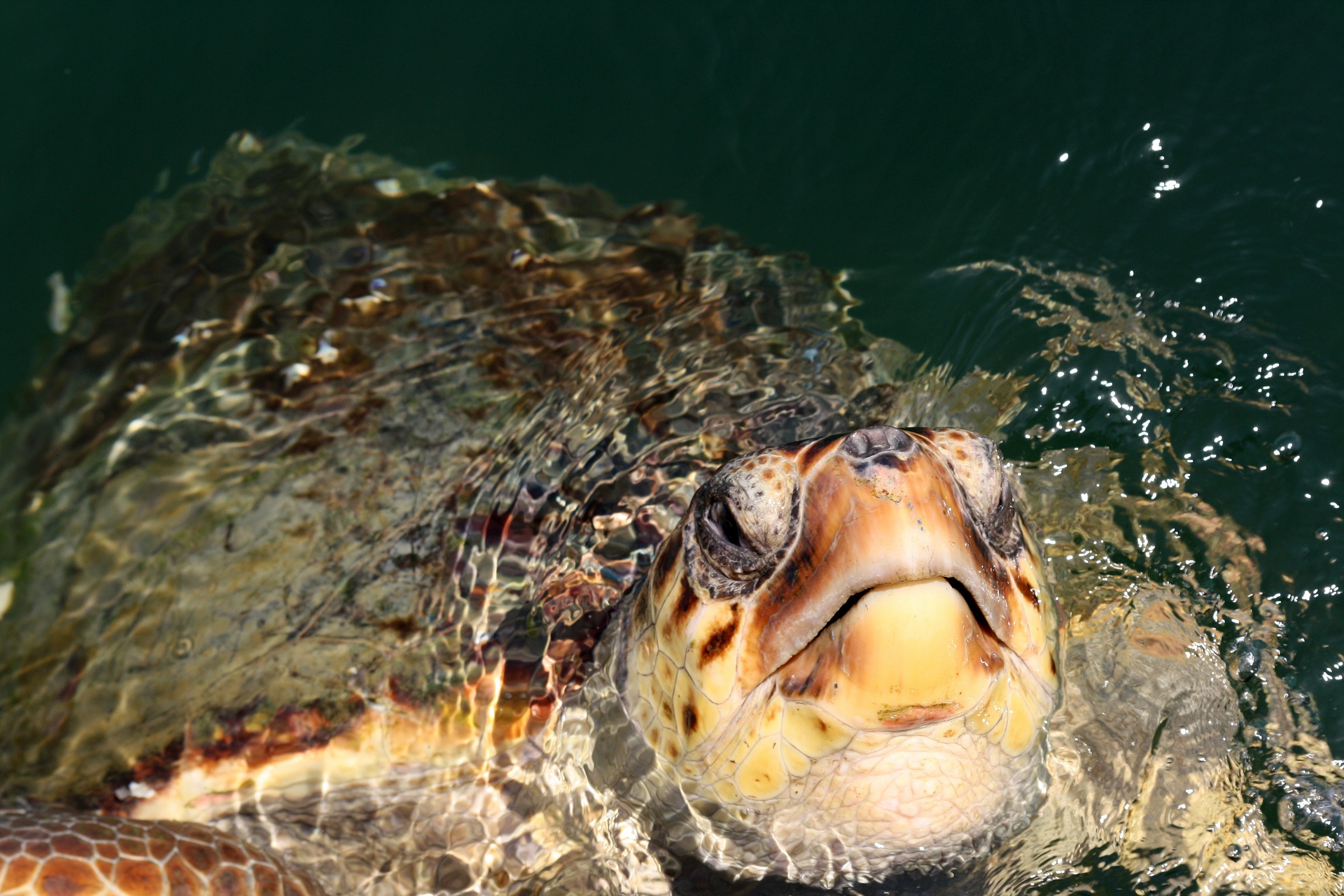 Turtle Caretta Caretta1