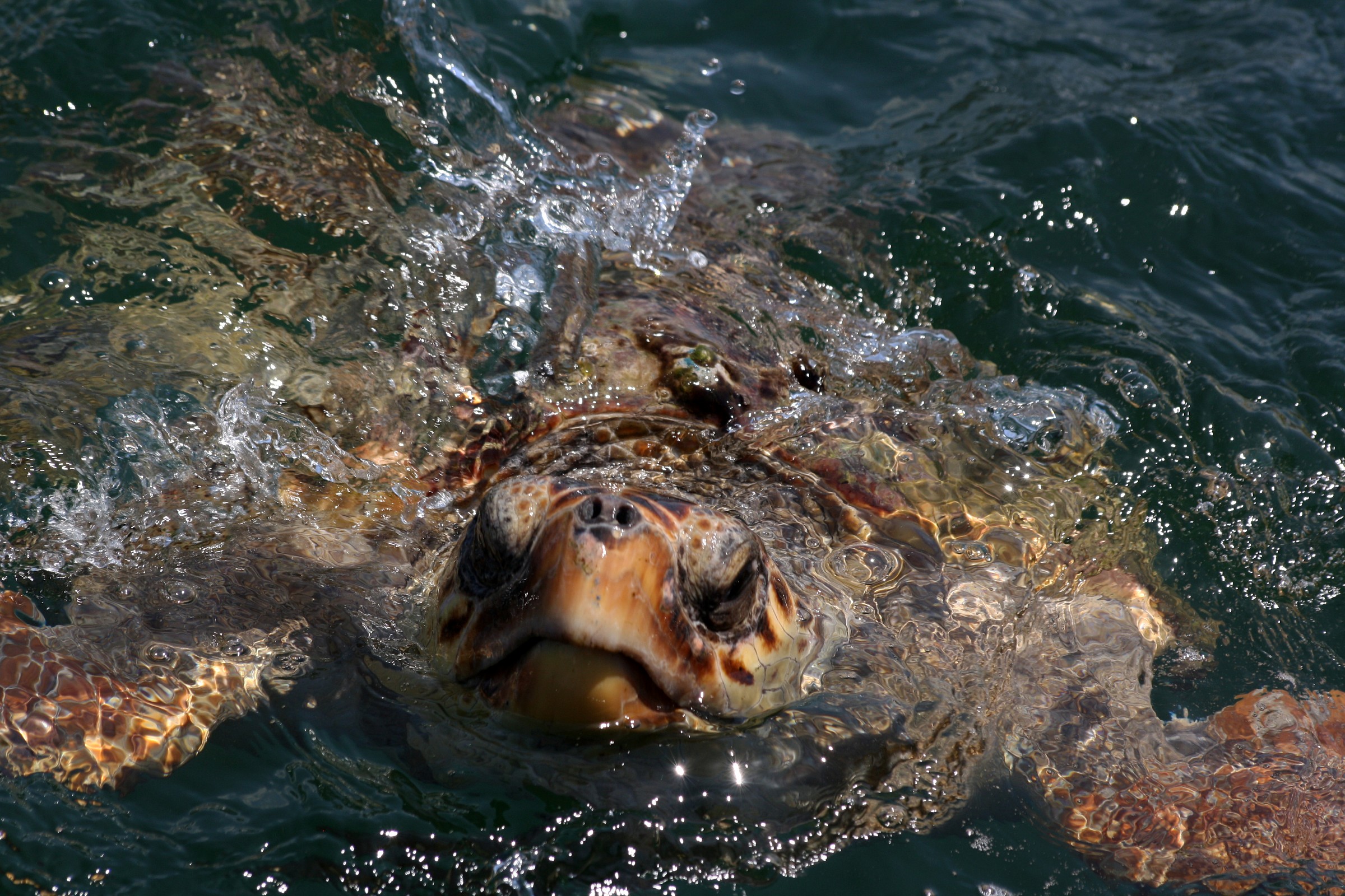 Turtle Caretta Caretta2