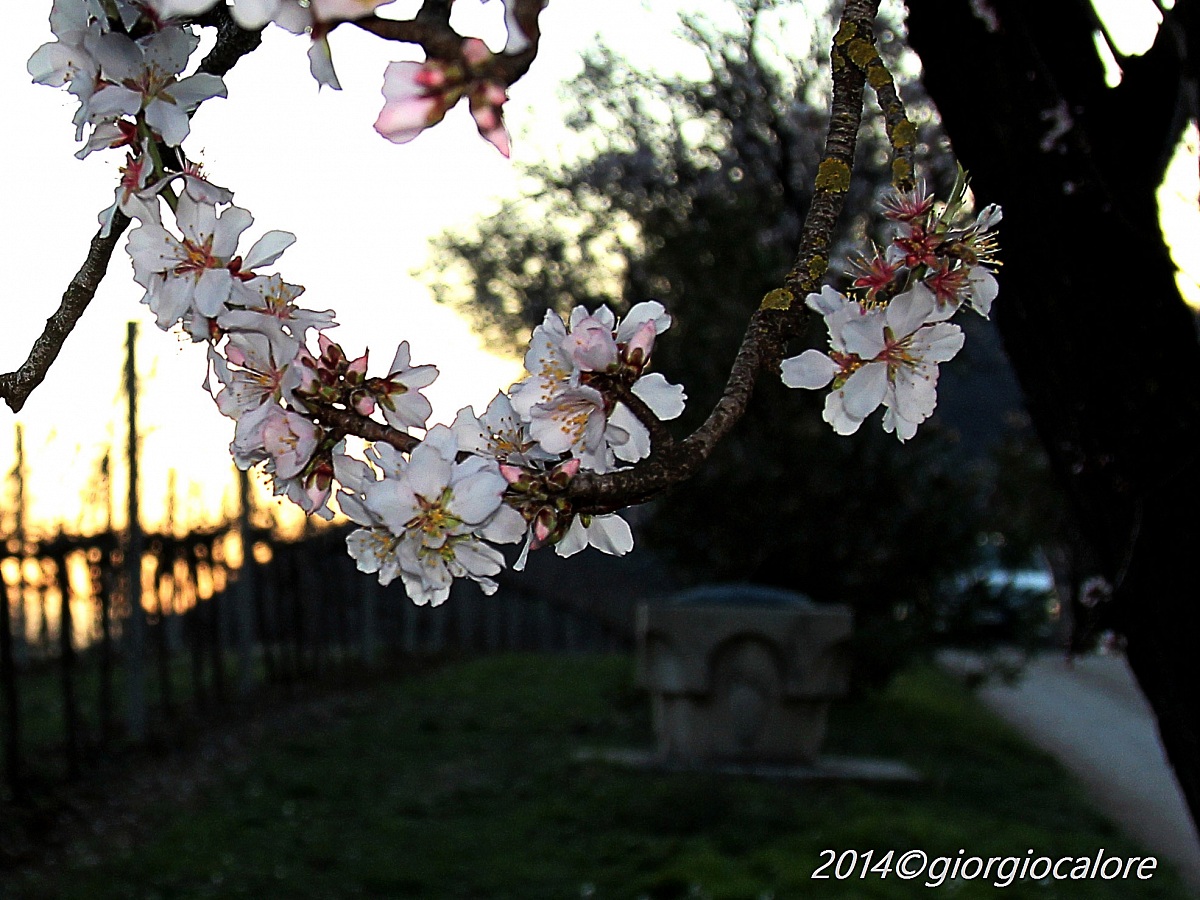 Pesco in fiore sul M.te Fasolo