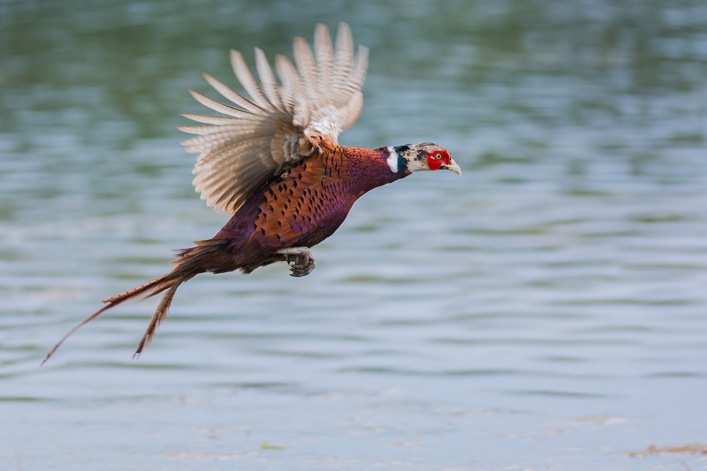 Pheasant in flight