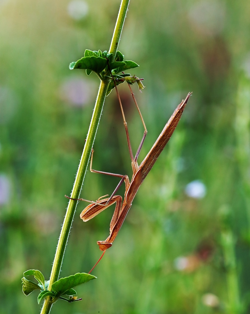 Mantis Religiosa