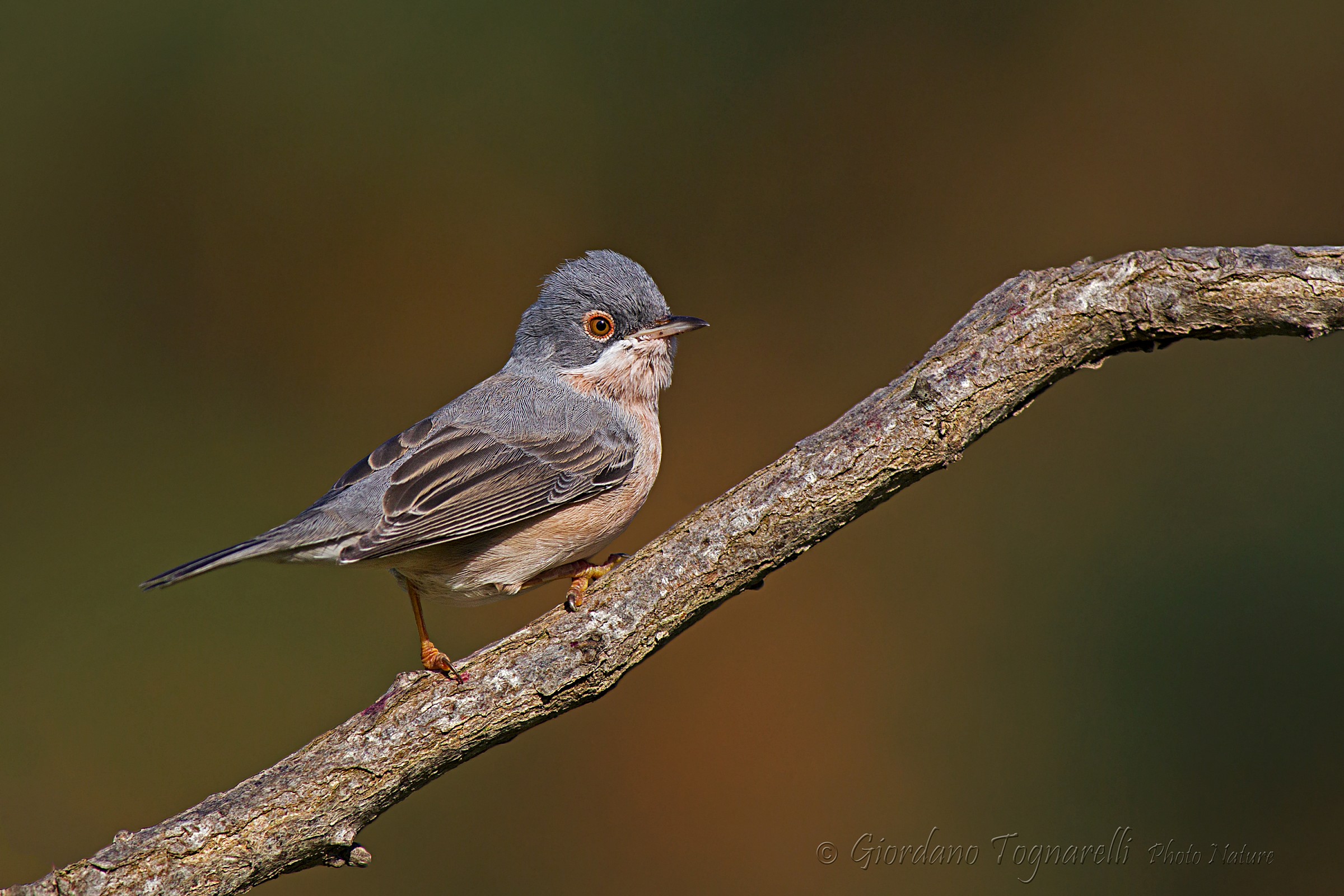 Subalpine Warbler (Sylvia cantillans)