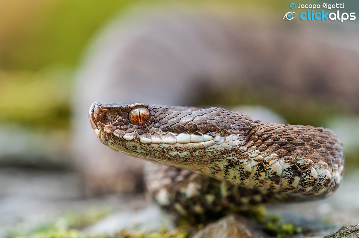 The eye | Vipera aspis
