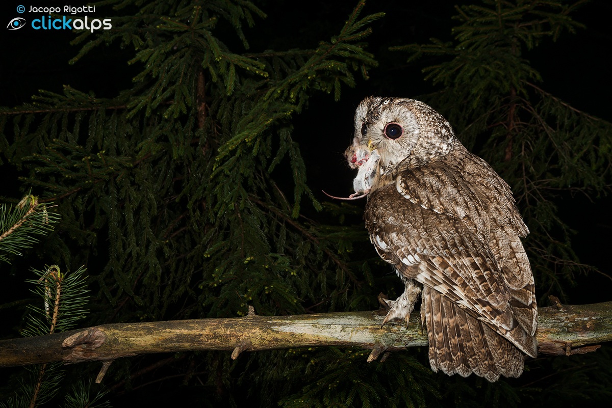 LA preda | Strix aluco