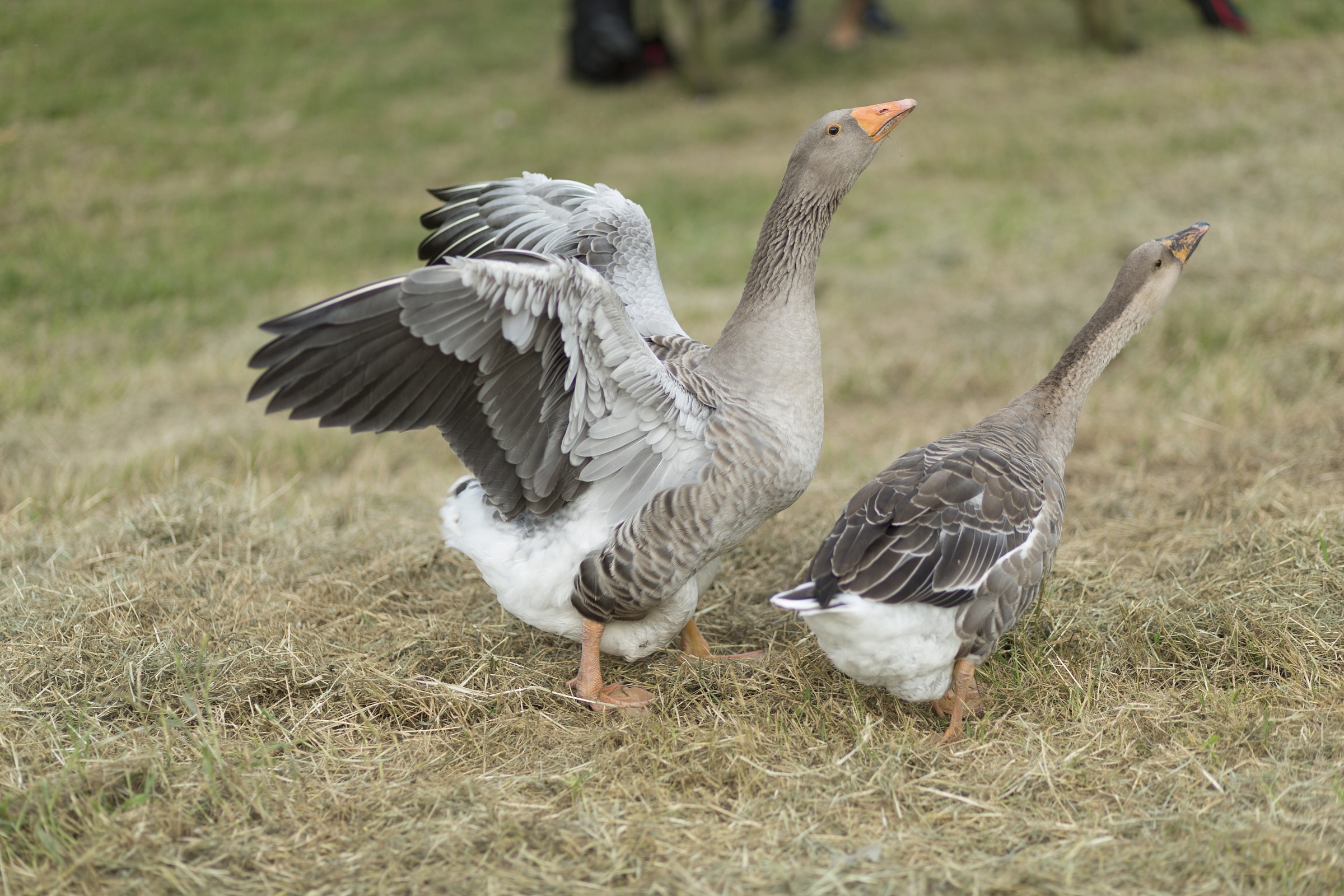 Corsa verso il lago di Fimon