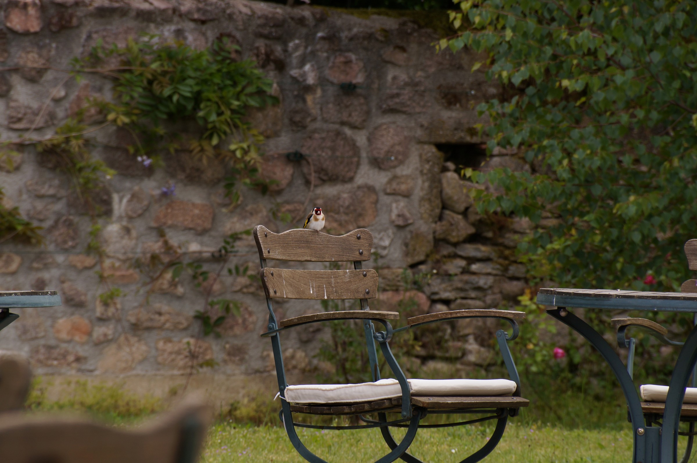 Pleasing appearances in the gardens